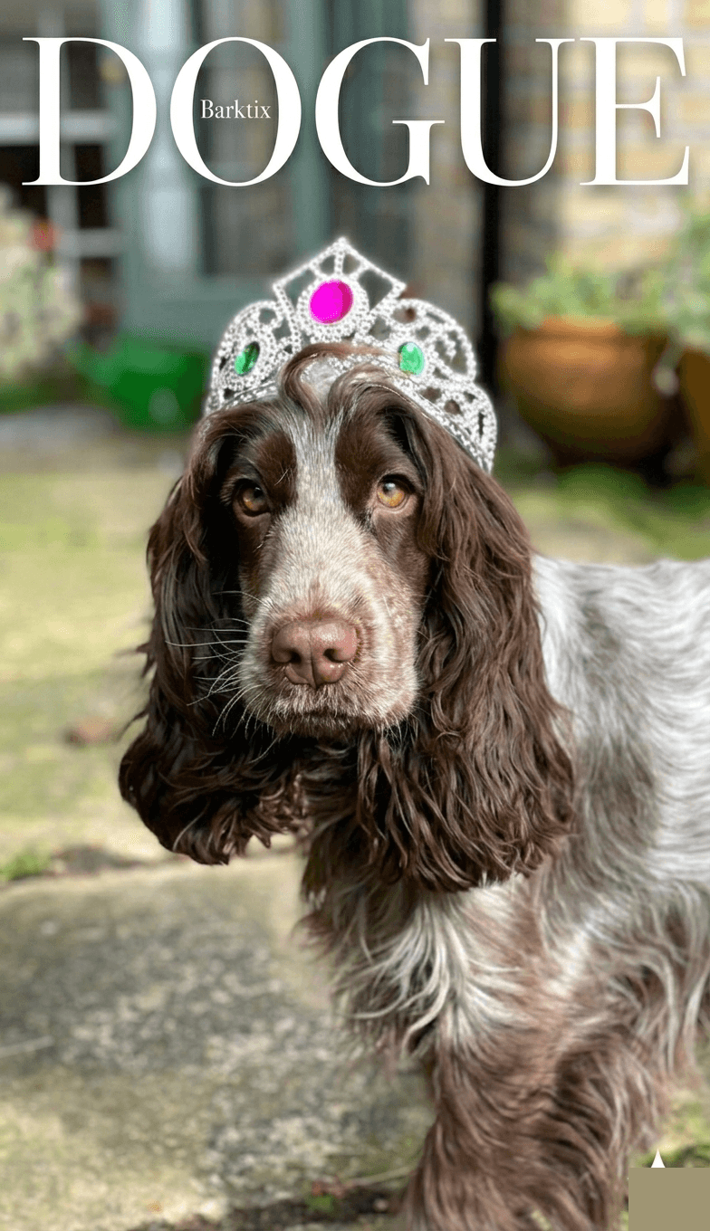 Dogue — Spaniel